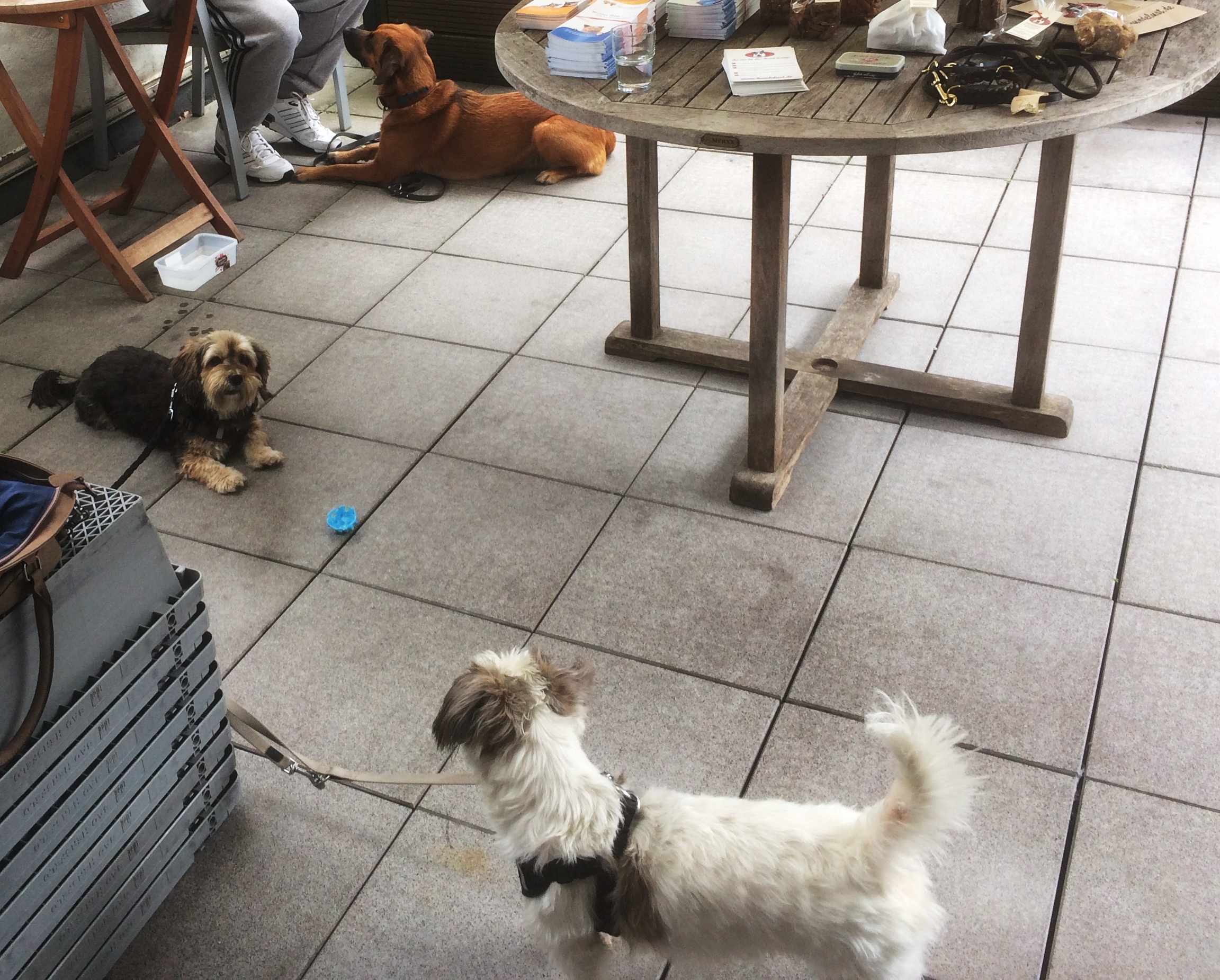 16. Juni – Der Tag des Hundes bei Backhaus!